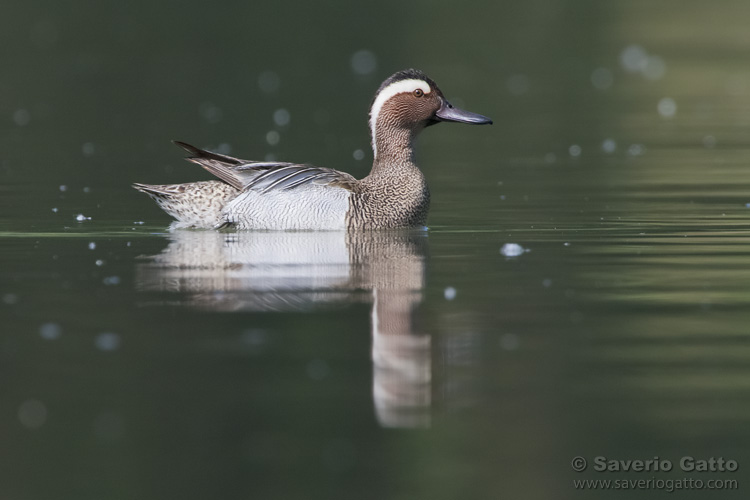 Garganey