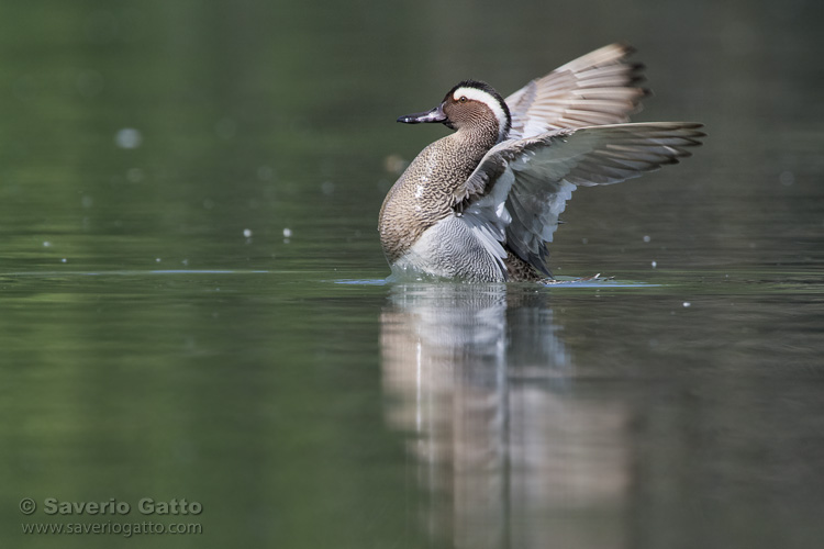 Garganey