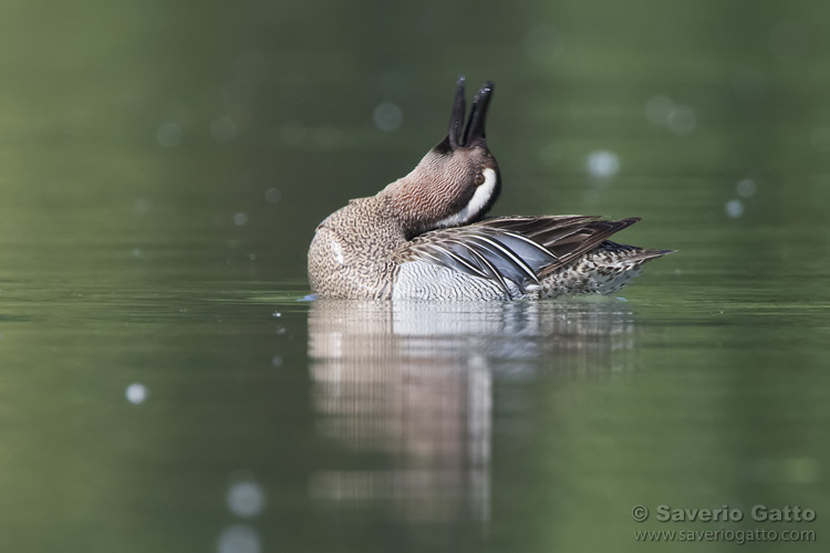 Garganey