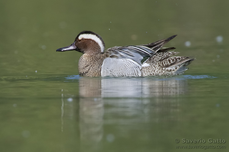 Garganey