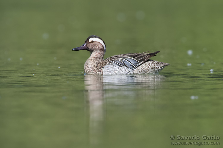 Garganey