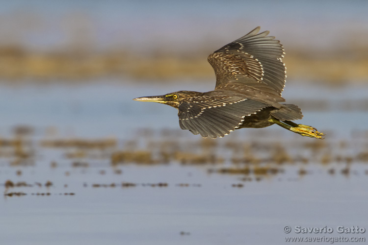 Striated Heron