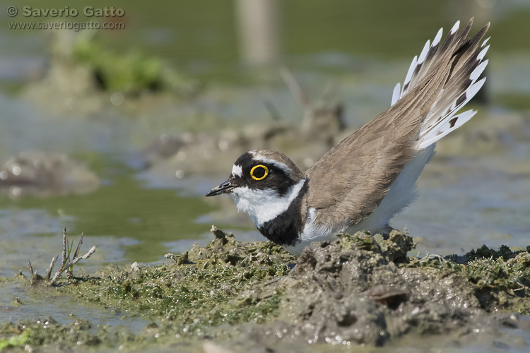 Little Ringed Plover