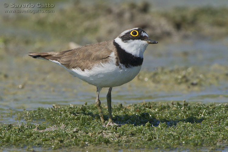 Little Ringed Plover