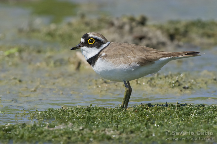 Little Ringed Plover