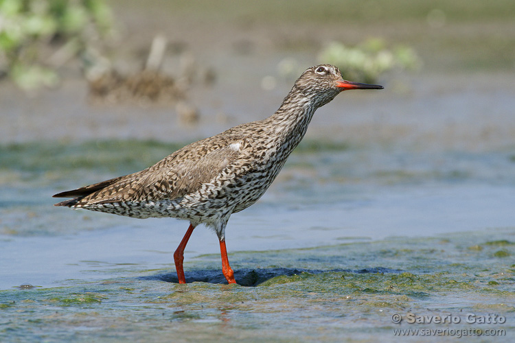 Common Redshank