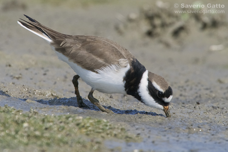 Ringed Plover