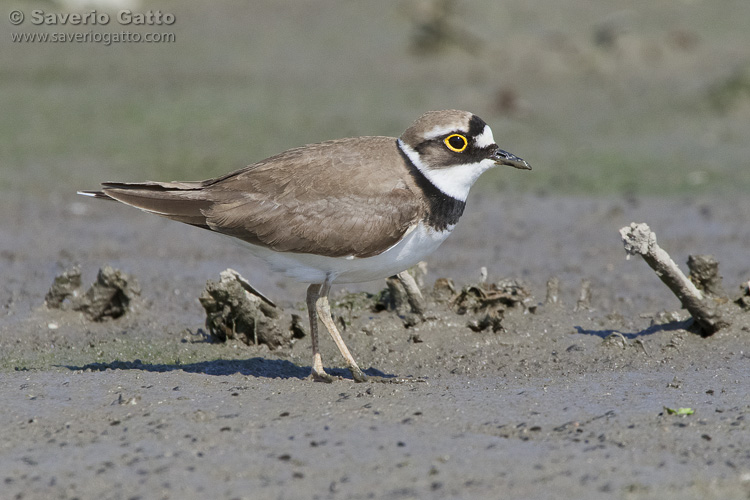 Little Ringed Plover