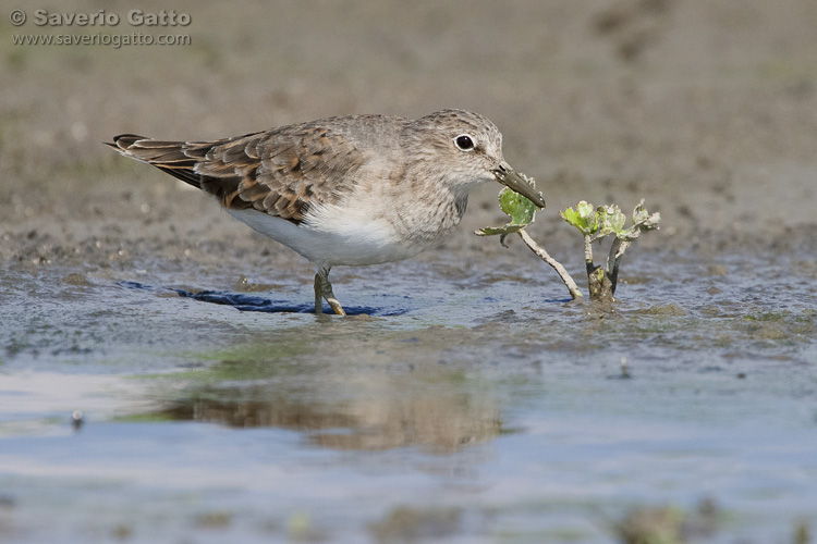 Temminck's Stint