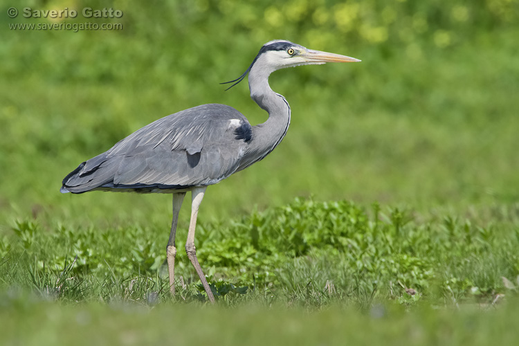 Grey Heron