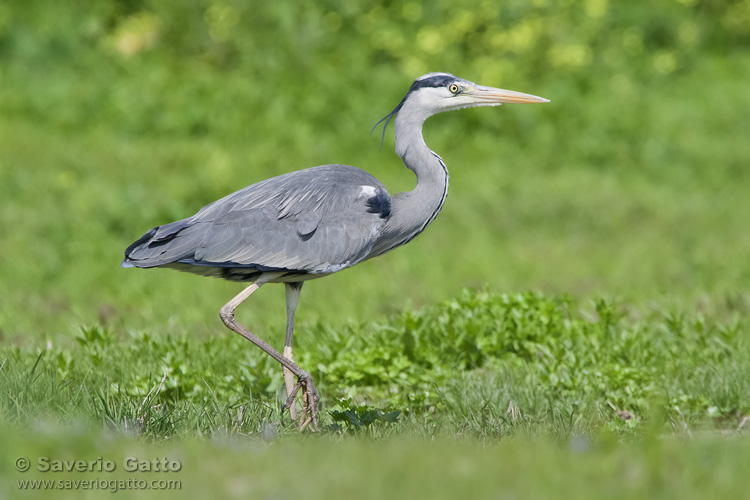 Grey Heron