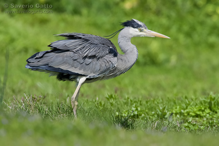 Grey Heron