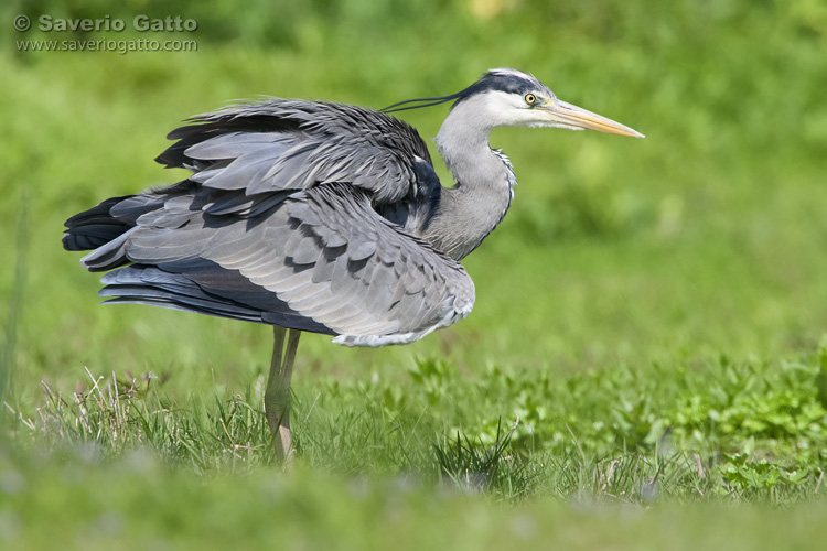 Grey Heron