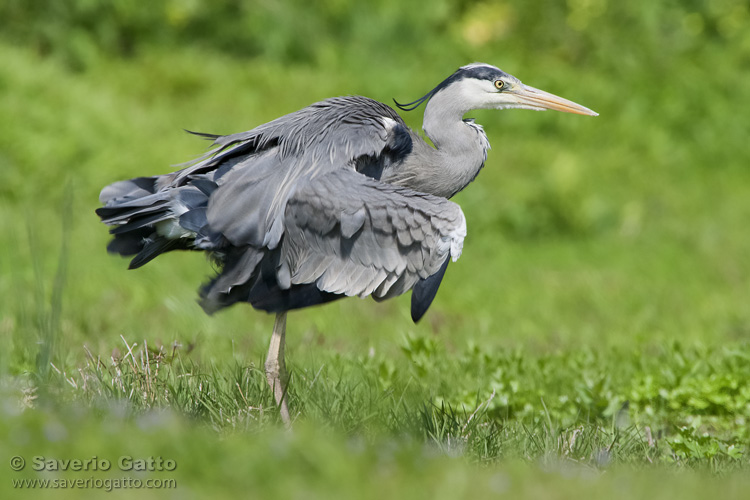 Grey Heron