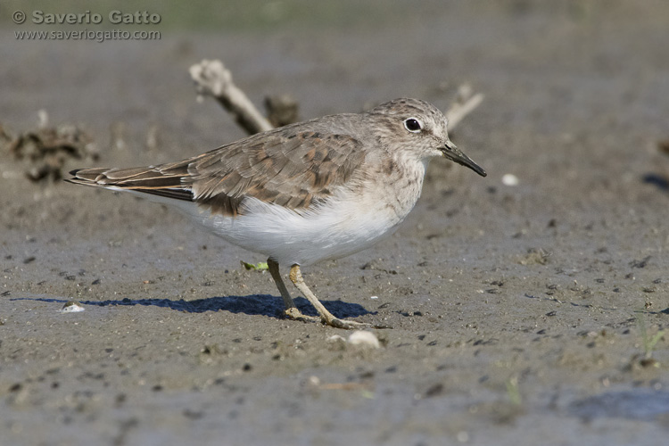 Temminck's Stint