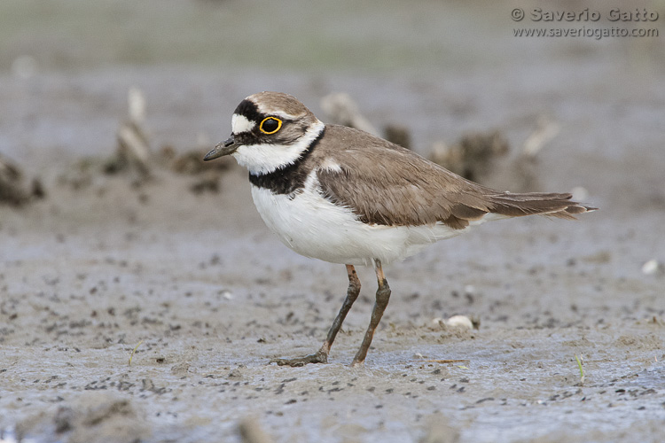 Little Ringed Plover