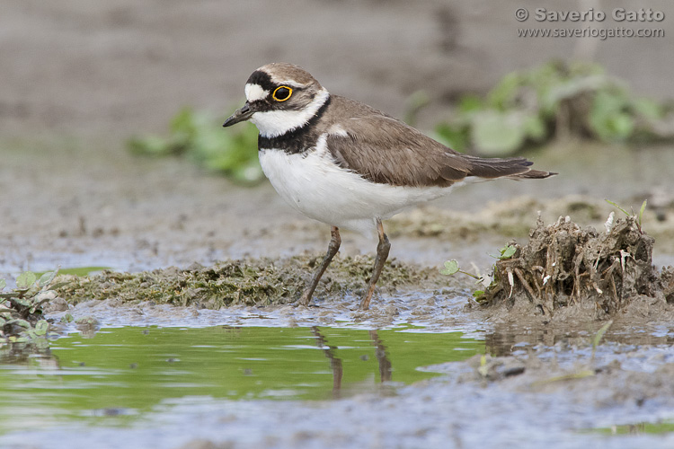 Little Ringed Plover