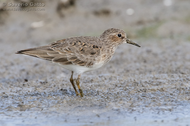 Temminck's Stint