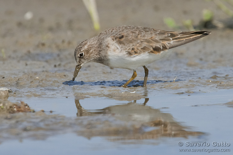 Temminck's Stint