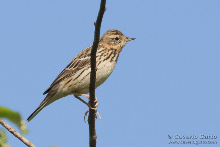 Red-throated Pipit