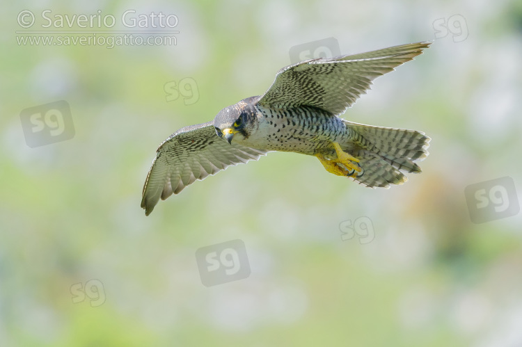 Lanner Falcon