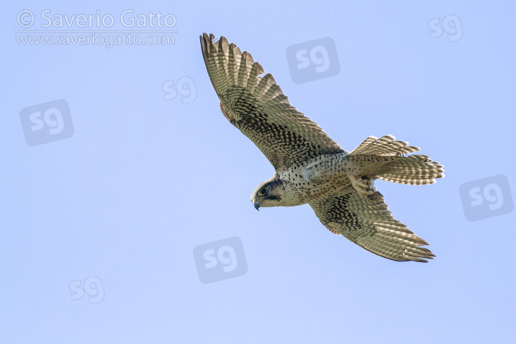 Lanner Falcon