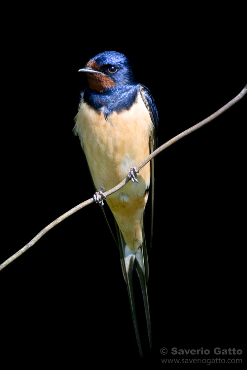 Barn Swallow