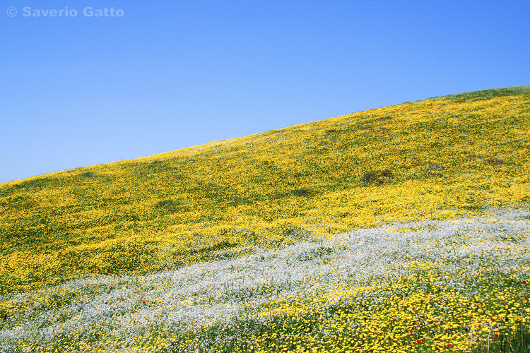 Spring Blooming