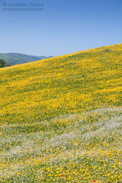 Spring Blooming