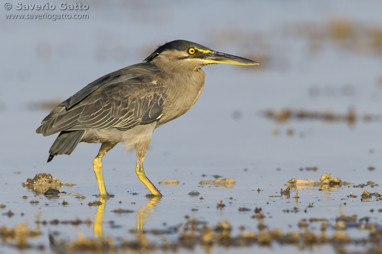 Striated Heron