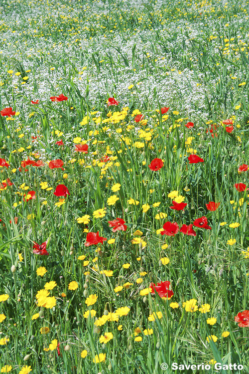 Fioriture primaverili