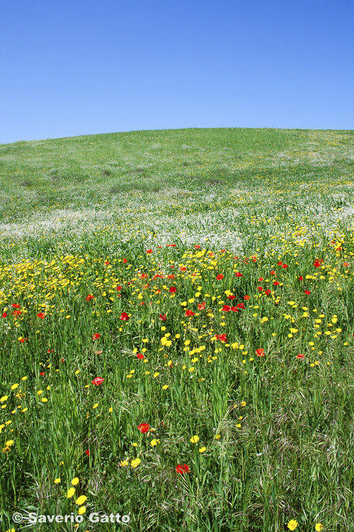 Spring Blooming