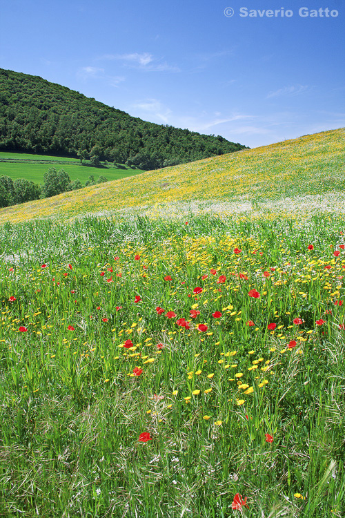 Fioriture primaverili