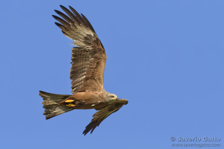 Black Kite