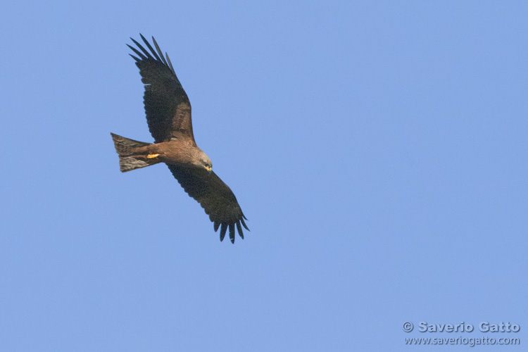 Black Kite