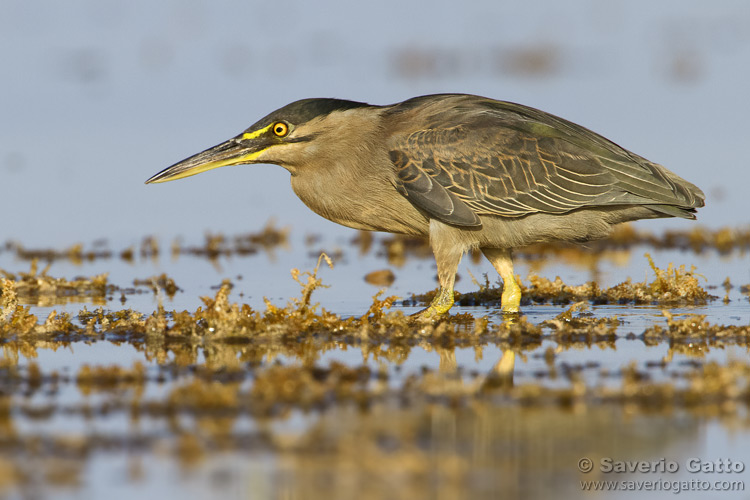 Striated Heron