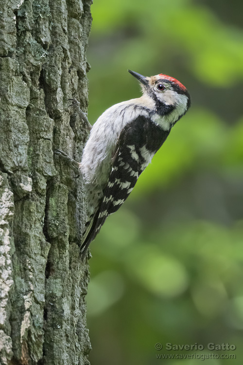 Lesser Spotted Woodpecker