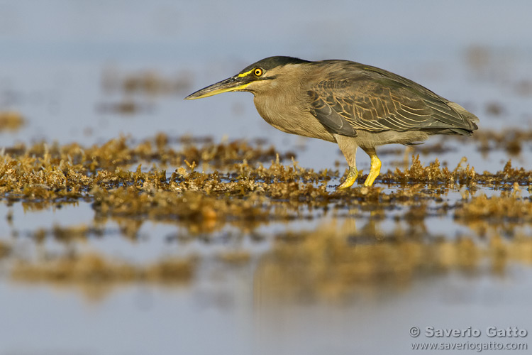 Striated Heron