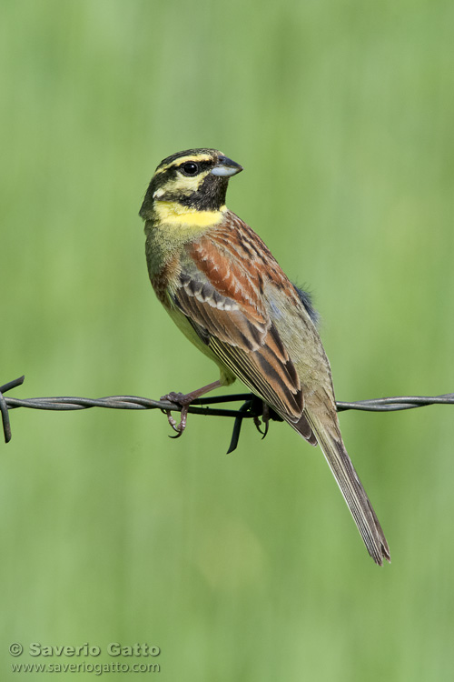 Cirl Bunting