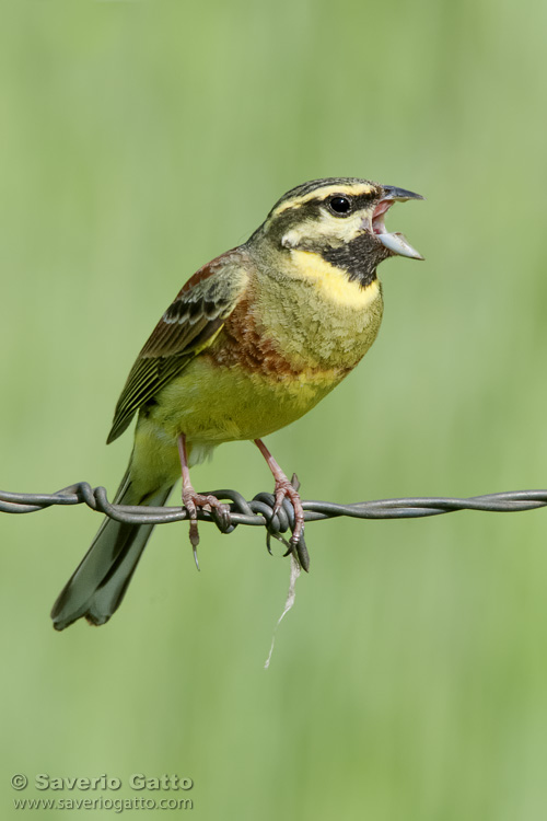 Cirl Bunting