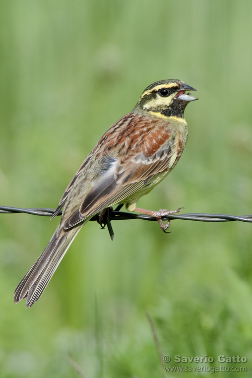 Cirl Bunting