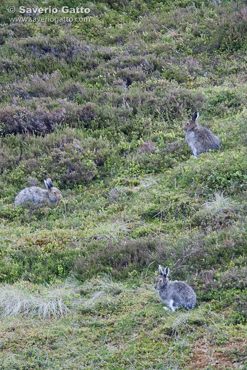 Mountain Hare