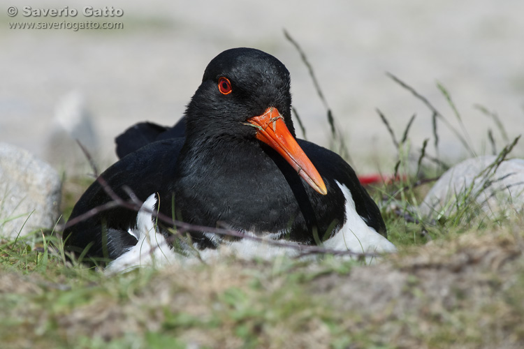 Eurasian Oystercatcher