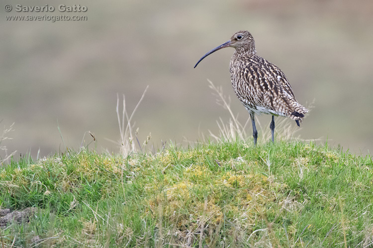 Eurasian Curlew