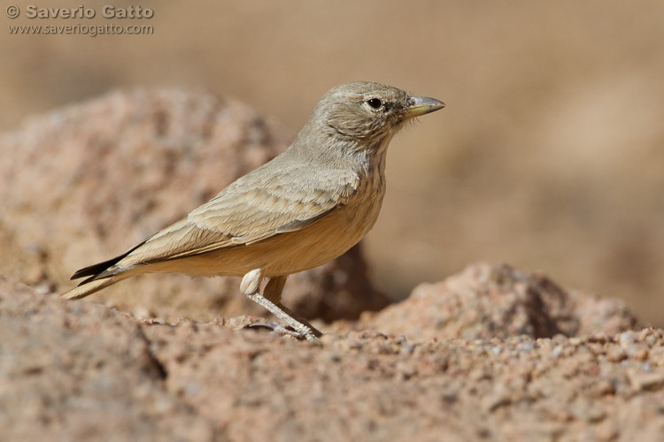 Allodola del deserto