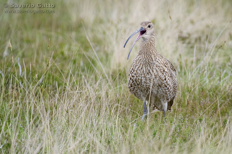 Eurasian Curlew