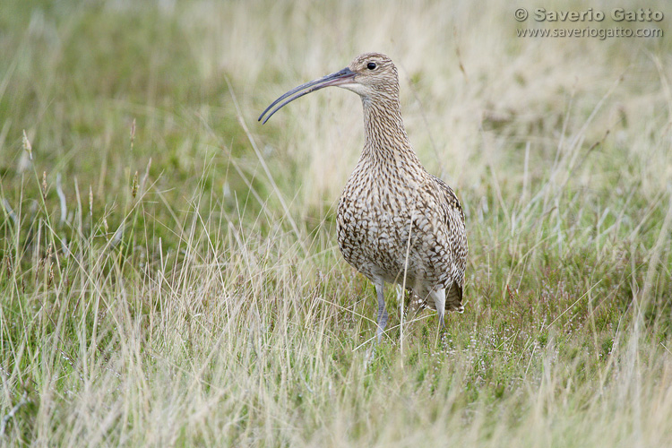 Eurasian Curlew