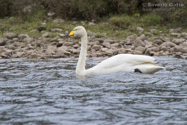 Whooper Swan