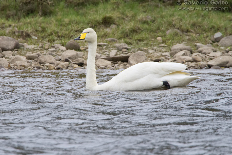 Whooper Swan