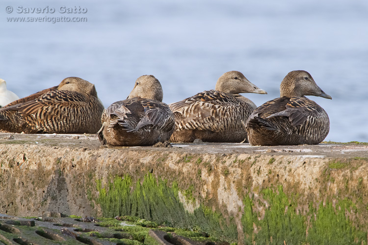 Common Eider